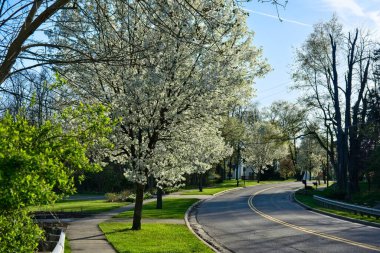 Twinsburg Ohio 'da bir cadde boyunca çiçek açan ağaçlar akşam güneşinde açar.
