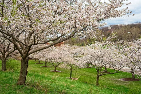 Stromy Malém Svahu Parku Cleveland Ohio Jsou Pokryty Třešňovými Květy — Stock fotografie