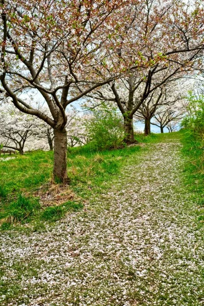 Cesta Malého Kopce Pokryta Spadlými Třešňovými Květy Stromů Vedle — Stock fotografie