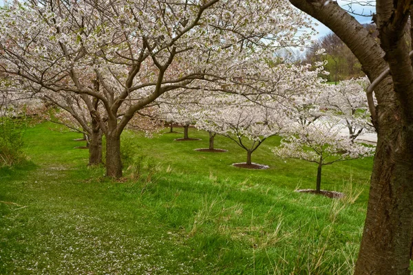 Třešně Malém Svahu Parku Cleveland Ohio Blíží Konci Svého Jarního — Stock fotografie