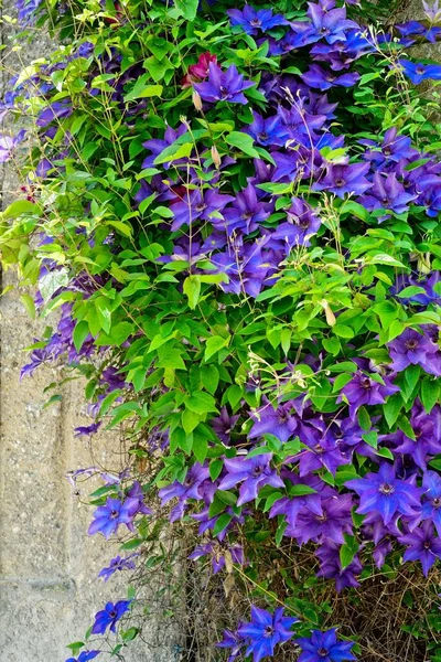 Clematis Violettes Bleues Escaladant Vieux Mur Pierre Salzbourg Autriche — Photo