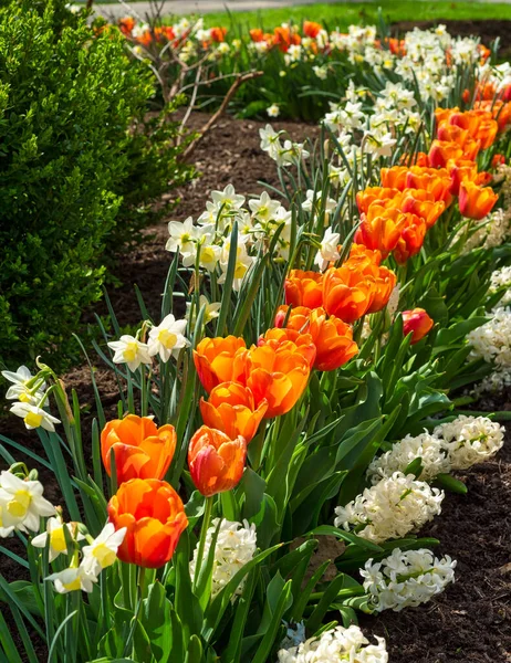 Une Gamme Fleurs Printanières Tulipes Orange Jonquilles Blanches Jacinthe Blanche — Photo