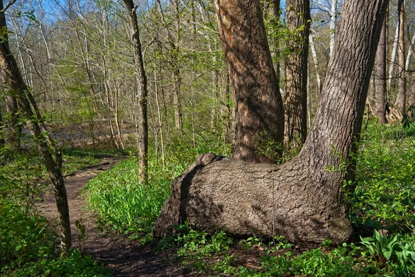 Árbol Abrazando Suelo Horizontalmente Antes Crecer Verticalmente Junto Sendero Arbolado —  Fotos de Stock
