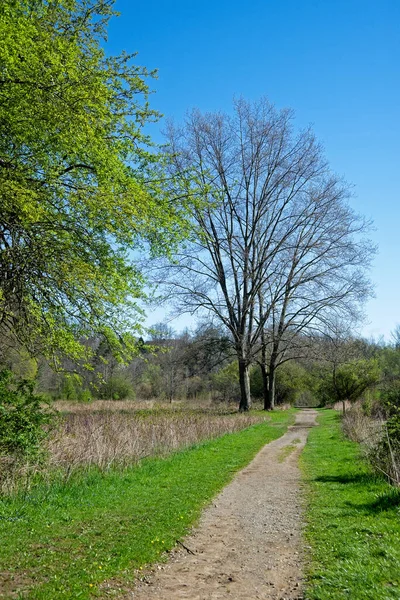 봄철이 북동부에 이르면 초원을 가로지르는 그루의 참나무를 지나고 — 스톡 사진
