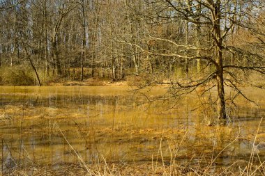 İlkbaharın başlarında taşan bir dereden yükselen sular tek bir ağacı çevrelemektedir..