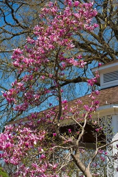 Uma Árvore Magnólia Floresce Dia Primavera Ensolarado Com Mirante Aldeia — Fotografia de Stock