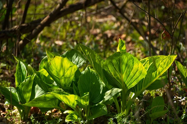 Cluster Skunk Cabbage Growiing Northeast Ohio Woods Beginning Spring — Stock Photo, Image