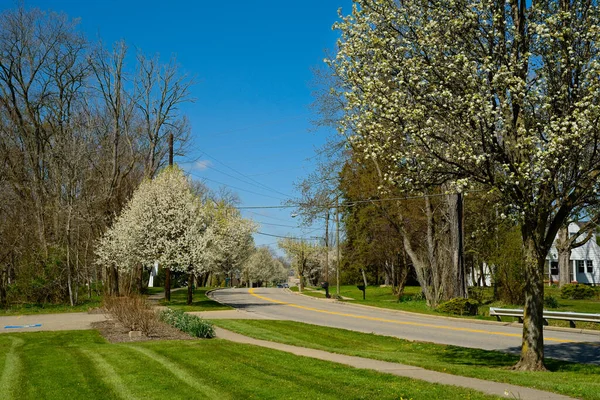 Árvores Florescem Longo Uma Rua Residencial Início Primavera Nordeste Ohio — Fotografia de Stock