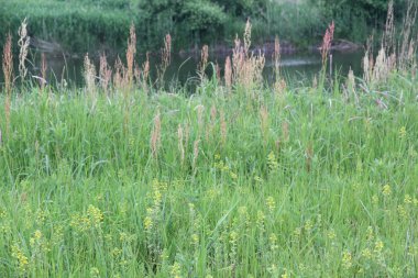 Yeşillikte çimenler