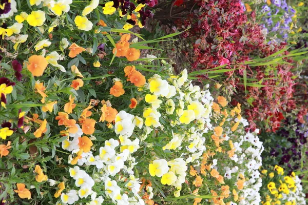 Campo Flores Coloridas — Fotografia de Stock