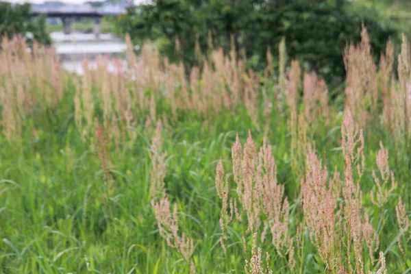 Gras Auf Dem Feld — Stockfoto