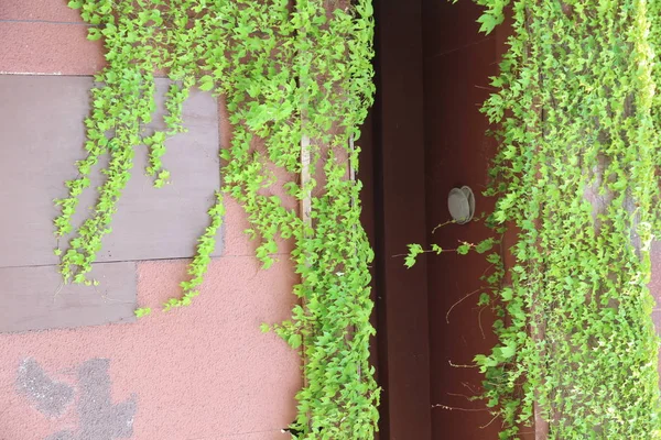 Efeu Blättert Auf Einer Zerstörten Mauer — Stockfoto