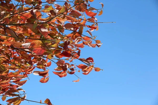 Autumn Leaves Blue Sky — Stock Photo, Image