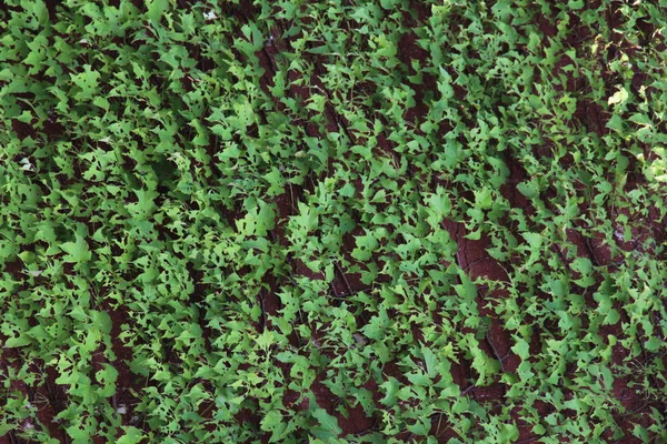 Зеленые Листья Фона Стене Стоковое Изображение