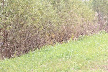 Yeşil bir çayır ve açık hava yürüyüşü sırasında parlak ışıkla aydınlatılmış koyu yeşil bir orman.