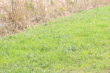 Yeşil çayır ve parlak ışıkla aydınlatılmış koyu yeşil orman.