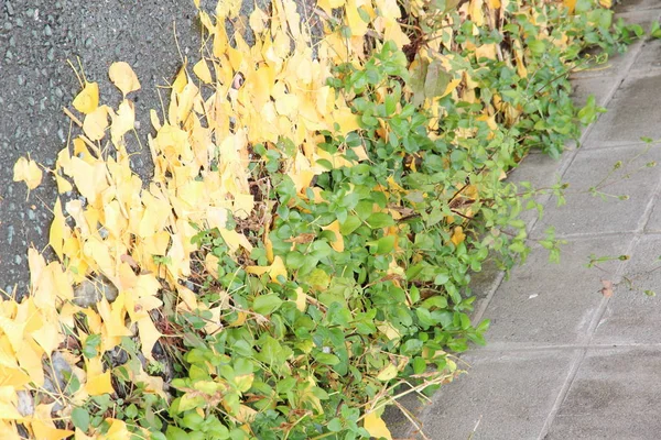 Dies Sind Die Gelben Blätter Des Ginkgos Die Ich Während — Stockfoto