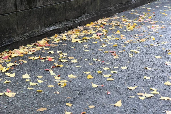 Herabgefallene Blätter Von Gelbem Und Gelbem Ginkgo Auf Nasser Fahrbahn — Stockfoto