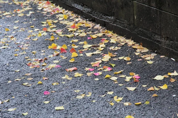 Foglie Cadute Ginkgo Giallo Giallo Sparse Sul Manto Stradale Bagnato — Foto Stock