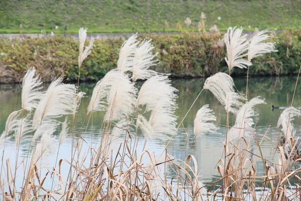 Pampas Japonais Herbe Poussant Sur Bord Rivière Dans Journée Automne — Photo