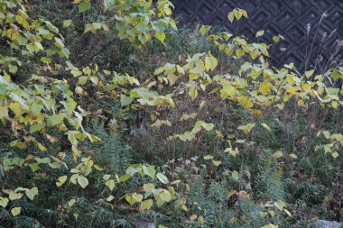Bu geniş yapraklı geniş yapraklı bir ağacın resmi Aralık ayı sonlarında, Aralık ayı başında yolda yetişiyordu..