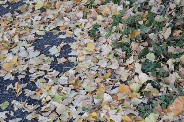 Picture Broad Leaved Broad Leaved Tree Growing Road Late December — Stockfoto