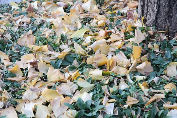 Esta Una Imagen Las Hojas Caídas Ginkgo Amarillento Esparcidas Carretera —  Fotos de Stock