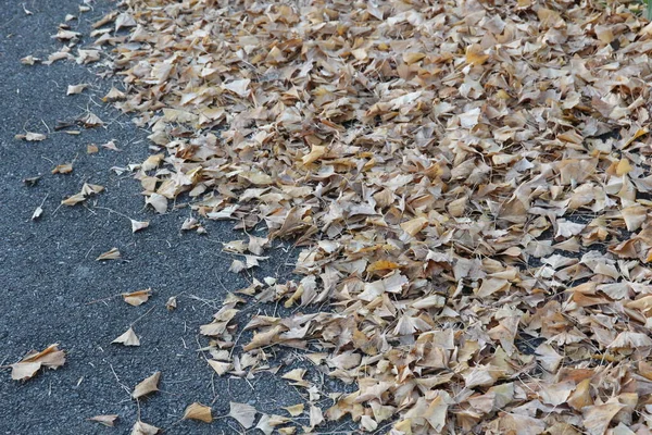 This is a picture of the fallen leaves of yellowed ginkgo scattered on the road in late autumn, taken in early December