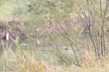 Bu, kışın ilk zamanlarındaki nehir kenarı manzarasının resmi. Yeşil yapraklı çalılar ve her zaman yürüdüğüm yer olan gezinti alanından alınmış otlaklar.