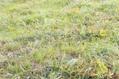 Bu, her zaman yürüdüğüm gezinti alanından alınan yeşil yaprak bolluğunun kışın başındaki nehir manzarasının bir resmi.