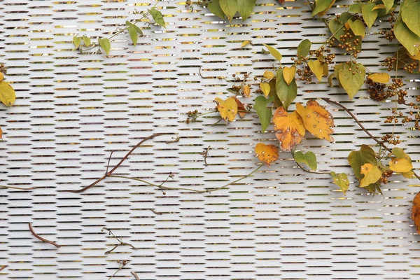 Picture White Fence Took While Taking Walk Ivy Leaf Changed — Stockfoto