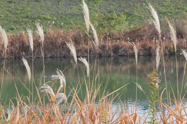 Dit Een Foto Van Het Rivierlandschap Vroege Winter Met Oren — Stockfoto