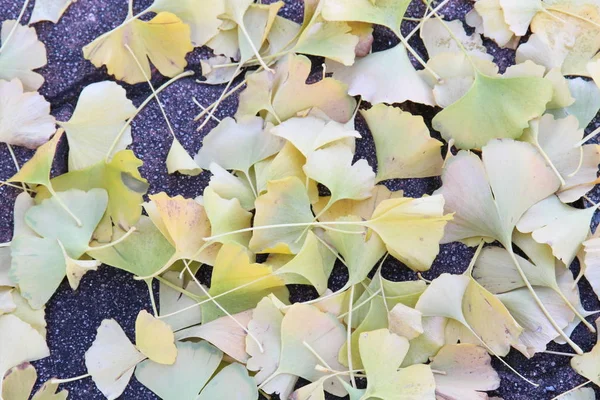 Voici Une Photo Des Feuilles Tombées Ginkgo Début Hiver Éparpillées Images De Stock Libres De Droits