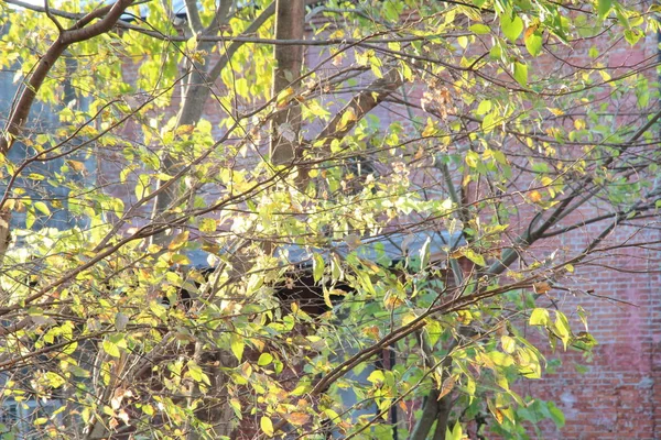 Voici Une Photo Arbre Feuilles Larges Que Pris Une Journée Photos De Stock Libres De Droits