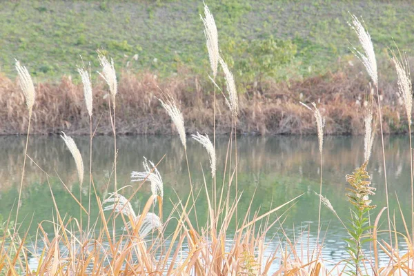 这张照片是我12月初在河边拍摄的草原和潘帕斯草的照片 — 图库照片