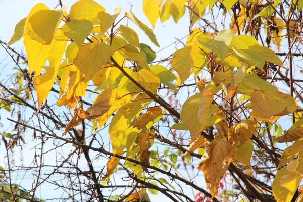 Picture Broad Leaved Leaf Taken Early Winter Blue Sky Early — Stockfoto