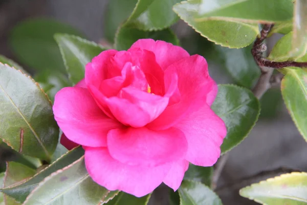 Esta Uma Foto Flores Sasanqua Folhas Verdes Que Floresceram Início — Fotografia de Stock