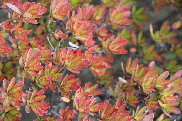 Detta Tidig Vinter Foto Gulnade Och Gröna Blad Tagna Utomhus — Stockfoto