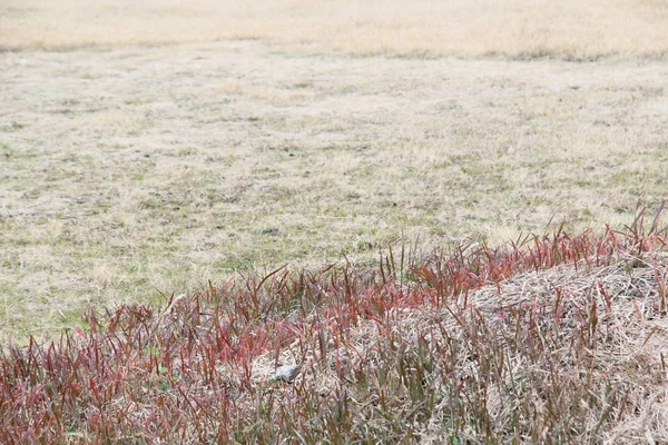 Herbstlich Gefärbtes Gras Und Beige Wiese Dezember — Stockfoto