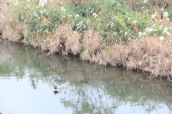 Esta Una Foto Orilla Del Río Con Pato Hierba Orilla —  Fotos de Stock