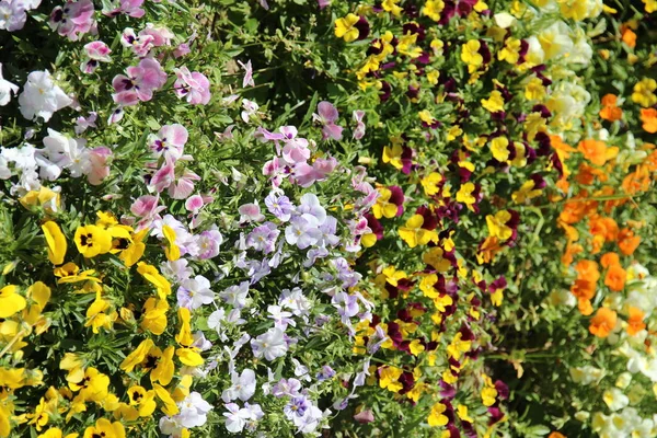 Esta Uma Foto Das Flores Coloridas Que Florescem Canteiro Flores — Fotografia de Stock