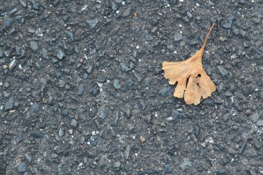 Bu, aralık ayında asfalt yola düşen sarı bir ginkgo yaprağının resmi..