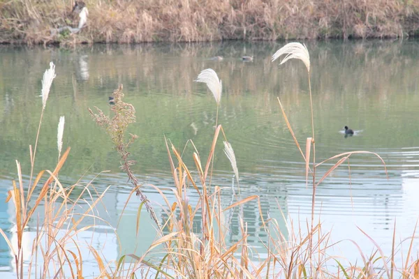 Esta Uma Foto Uma Grama Japonesa Pampas Crescendo Fundo Rio — Fotografia de Stock