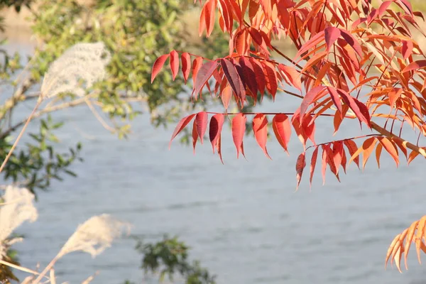 Voici Une Photo Hazenoki Feuillage Automne Poussant Contre Surface Rivière Images De Stock Libres De Droits