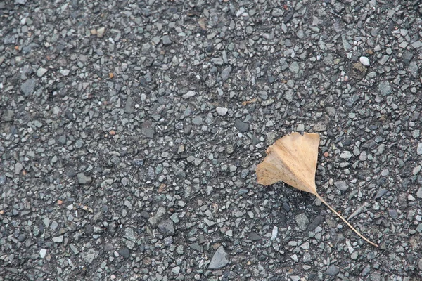これは12月に撮影された灰色のアスファルトの道路に落ちた黄色の銀杏の葉の写真です ストック画像