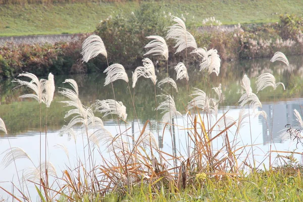这张照片是我去年12月拍的一张河边草和一条河的照片 — 图库照片