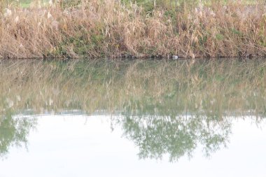 Bu, aralık ayında çektiğim nehir ve nehir kenarındaki çimlerin resmi..