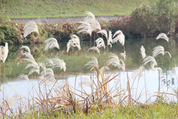 Dit Een Foto Van Een Rivier Een Rivieroever Genomen Begin — Stockfoto