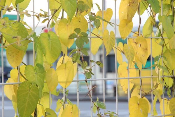 Photo Une Feuille Lierre Jaunie Enchevêtrée Une Clôture Prise Début Photo De Stock