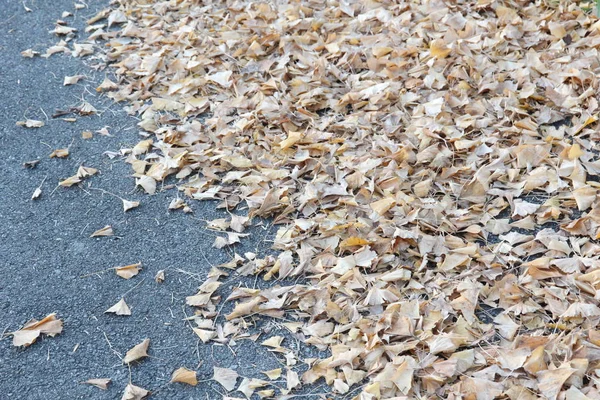 Aralık Ayında Asfalt Yolda Çektiğim Sonbahar Ginkgo Yaprağının Resmi Telifsiz Stok Imajlar